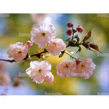 桜-写真61