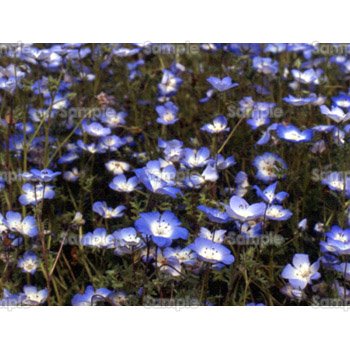 青紫の花の絨毯
