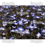 青紫の花の絨毯