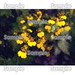 闇に浮かぶ黄色い蘭の花