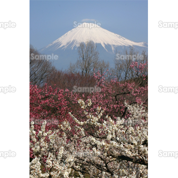 梅と富士山-写真01