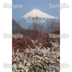 梅と富士山-写真01