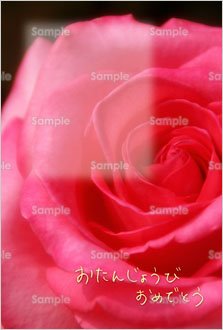 おたんじょうびおめでとう（薔薇）