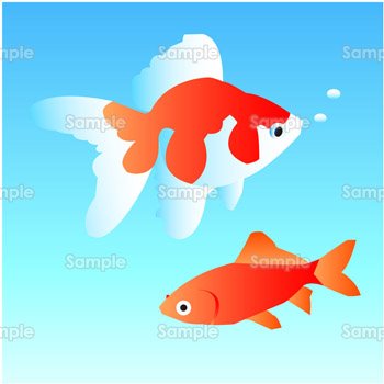 リュウキンと赤い金魚
