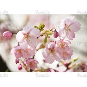 桜-写真04