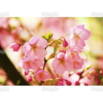 桜-写真06