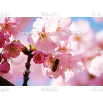 桜-写真07
