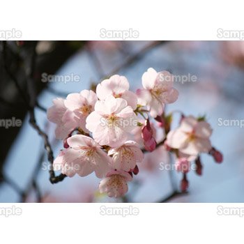 桜-写真09