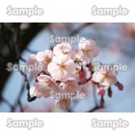 桜-写真09