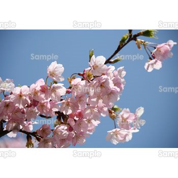 桜-写真10