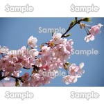 桜-写真10