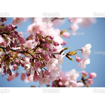 桜-写真11