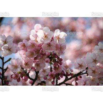 桜-写真12