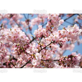 桜-写真13