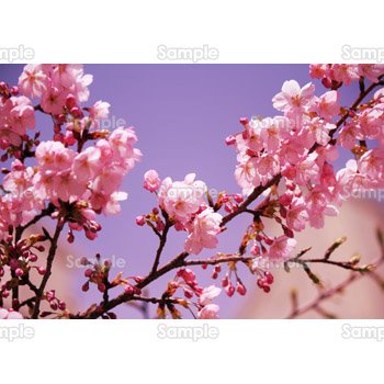 桜-写真14