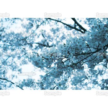 桜-写真16