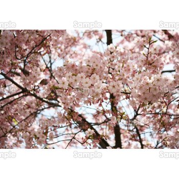 桜-写真17
