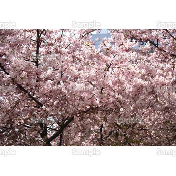 桜-写真18