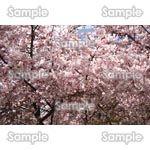 桜-写真18