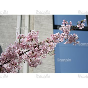 桜-写真19