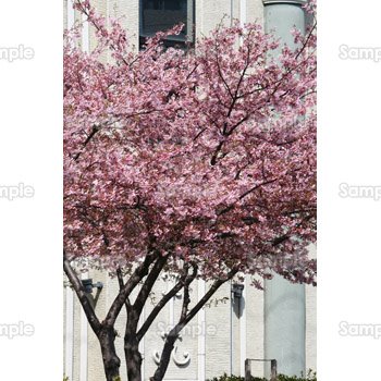 桜-写真20