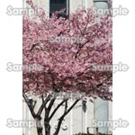 桜-写真20
