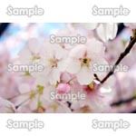 桜-写真21