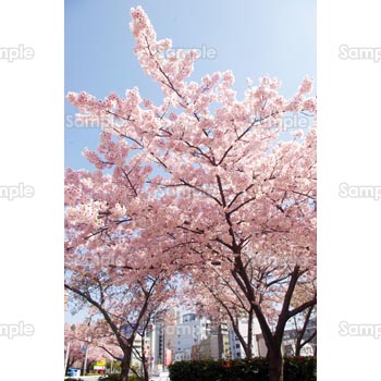 桜-写真22