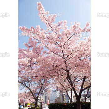 桜-写真22