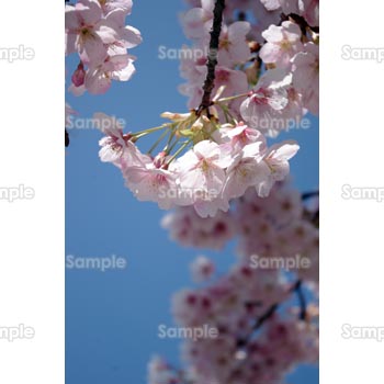 桜-写真24