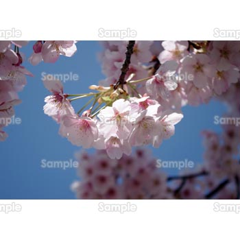 桜-写真25