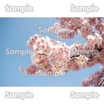 桜-写真26