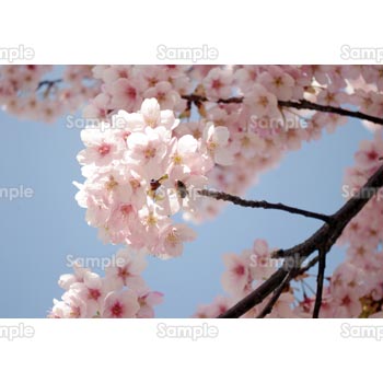 桜-写真27