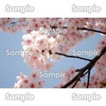 桜-写真27