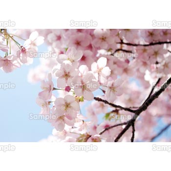 桜-写真28