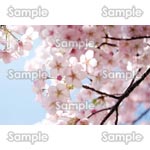 桜-写真28
