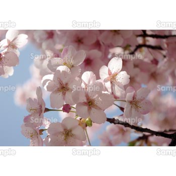 桜-写真29