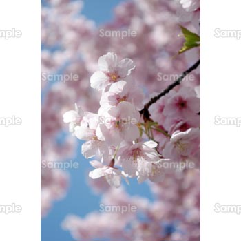 桜-写真30
