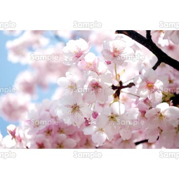 桜-写真33