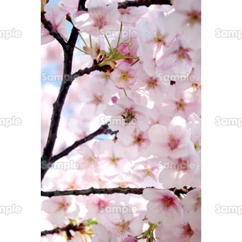 桜-写真34