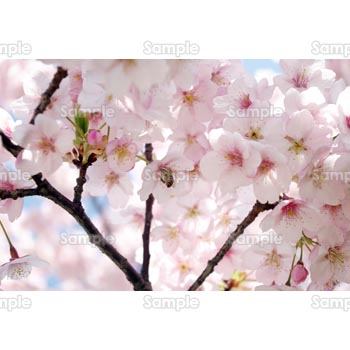 桜-写真35