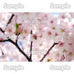 桜-写真35