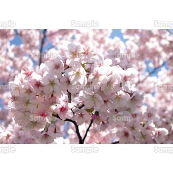 桜-写真36