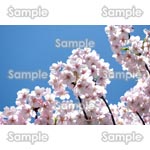 桜-写真37