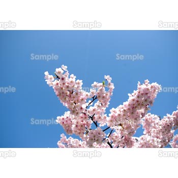 桜-写真40