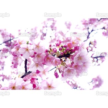 桜-写真41