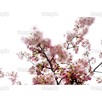 桜-写真42