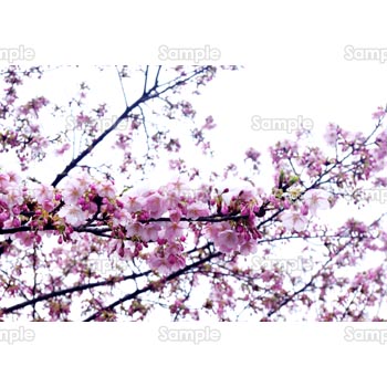 桜-写真43