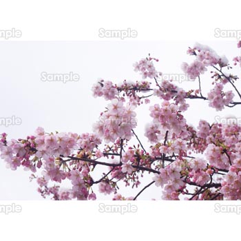 桜-写真44