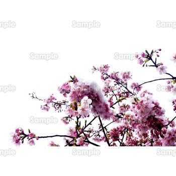 桜-写真45